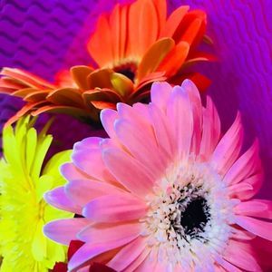 Meet your Posher, Elise